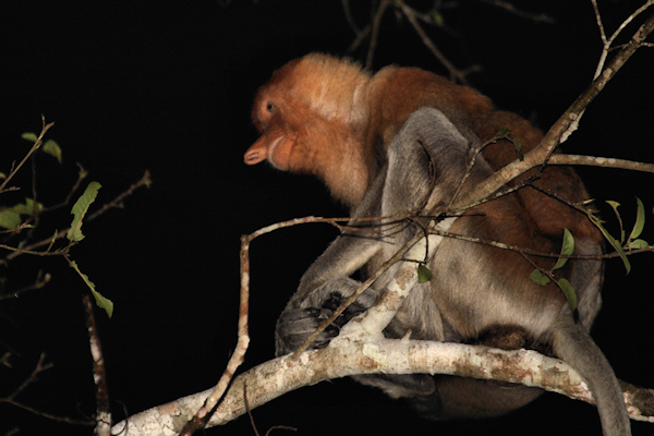 ProboscisMonkey_Sukau_0254 (121)_m.jpg